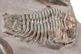 Five Trilobites (Four Species) in Association - Jorf, Morocco #334862-9